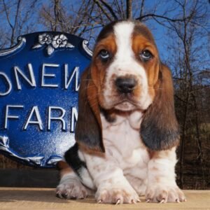 Home basset hound names male 1