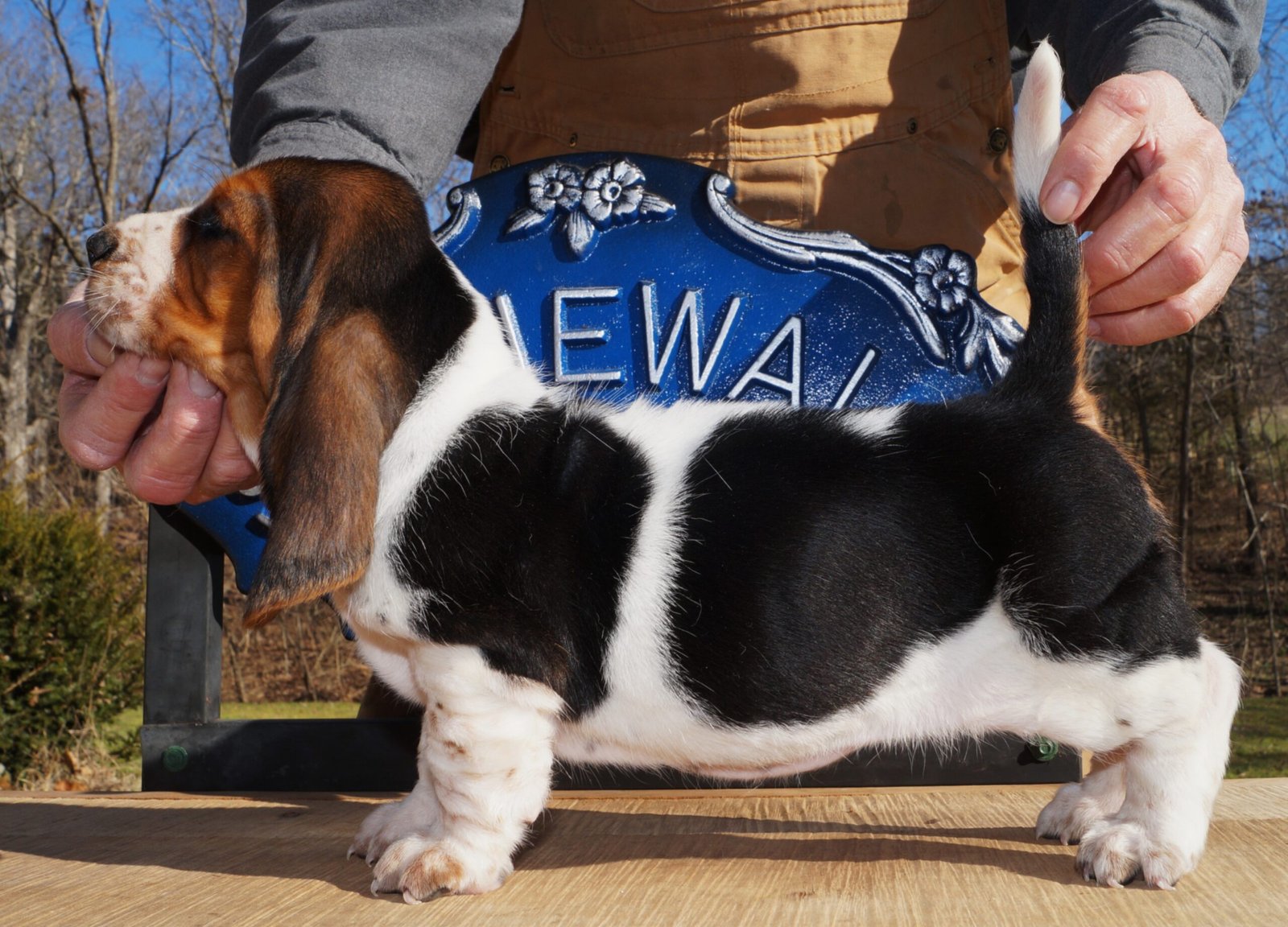 basset hound names male 1 basset hound names male 1
