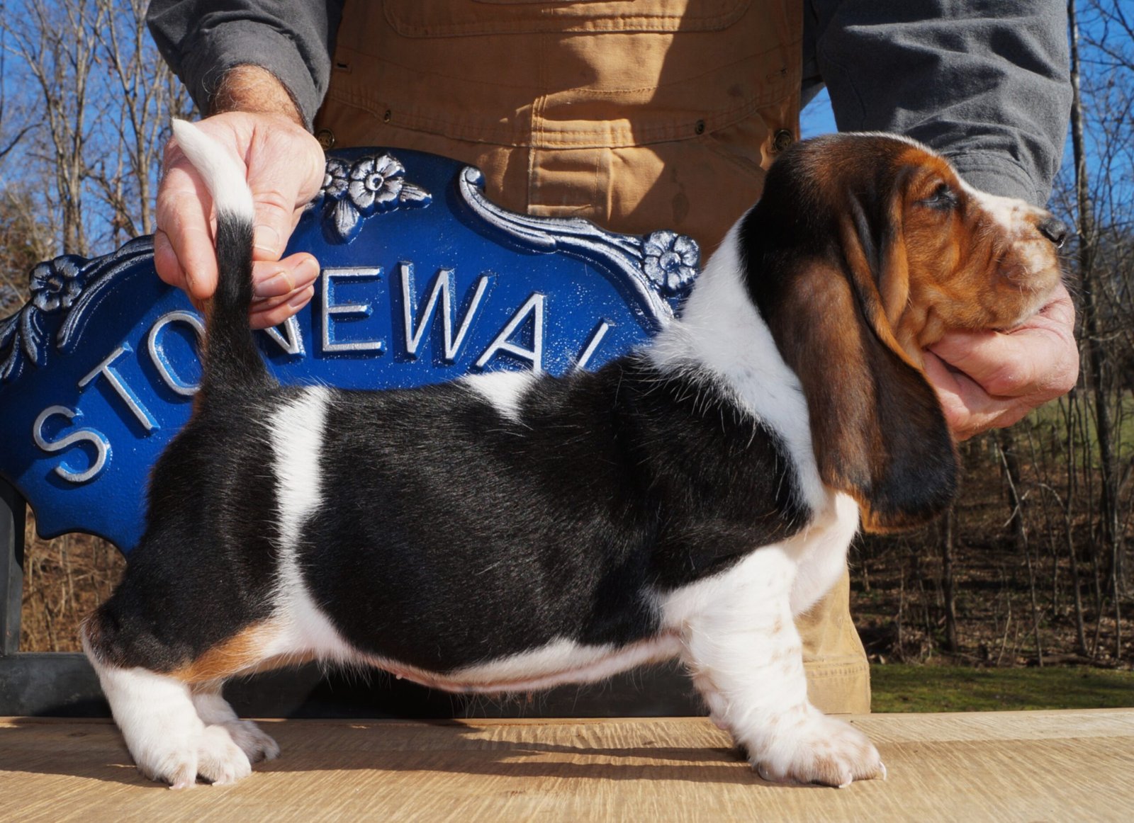 basset hound names male 1 basset hound names male 1