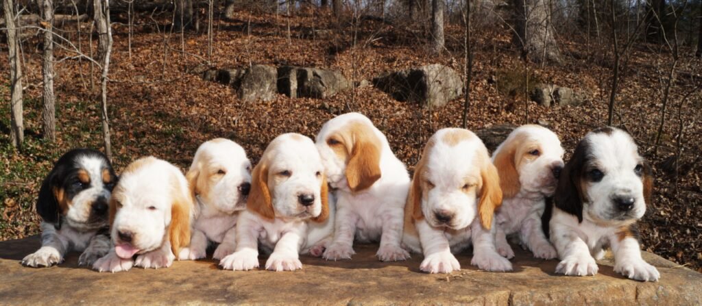 basset hound dog names male 1 basset hound dog names male 1