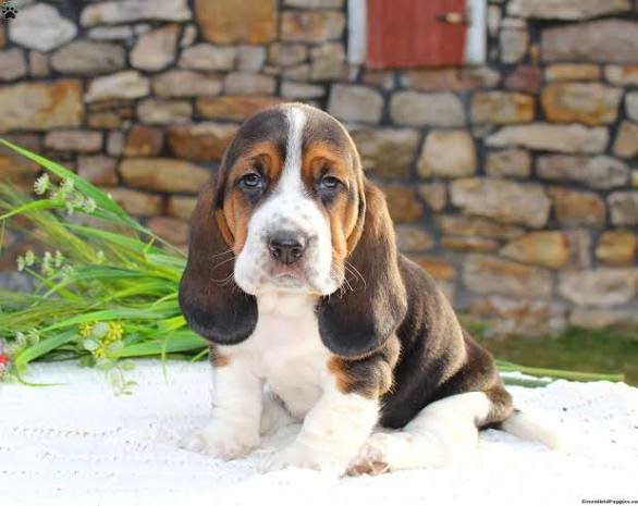 female basset hound 1 female basset hound 1