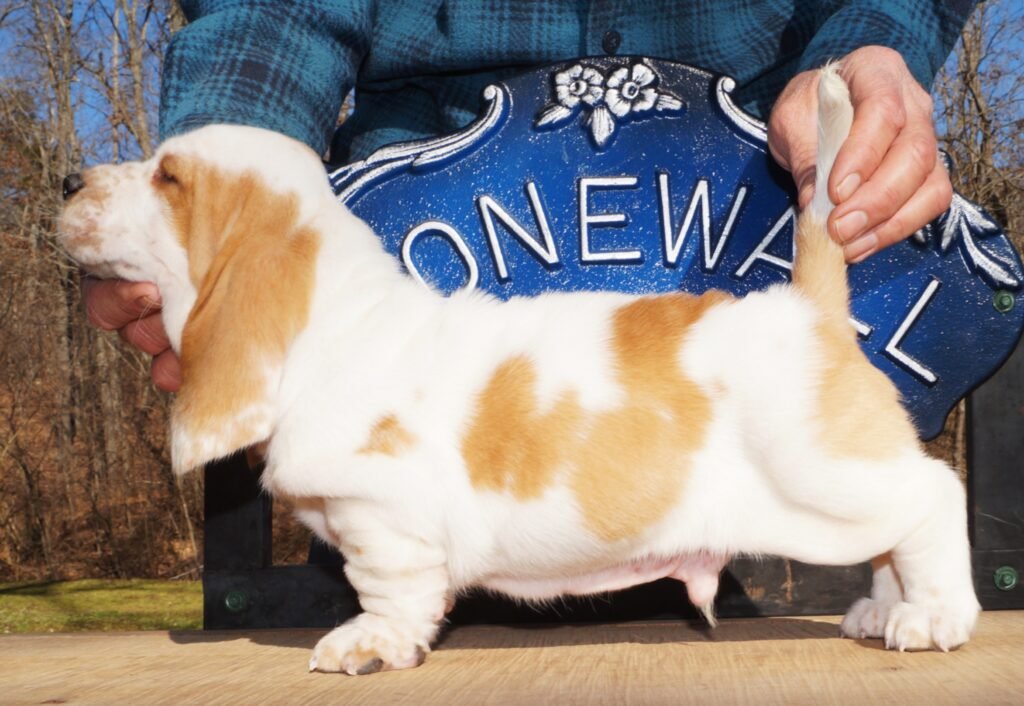 basset hound dog names male 1 basset hound dog names male 1