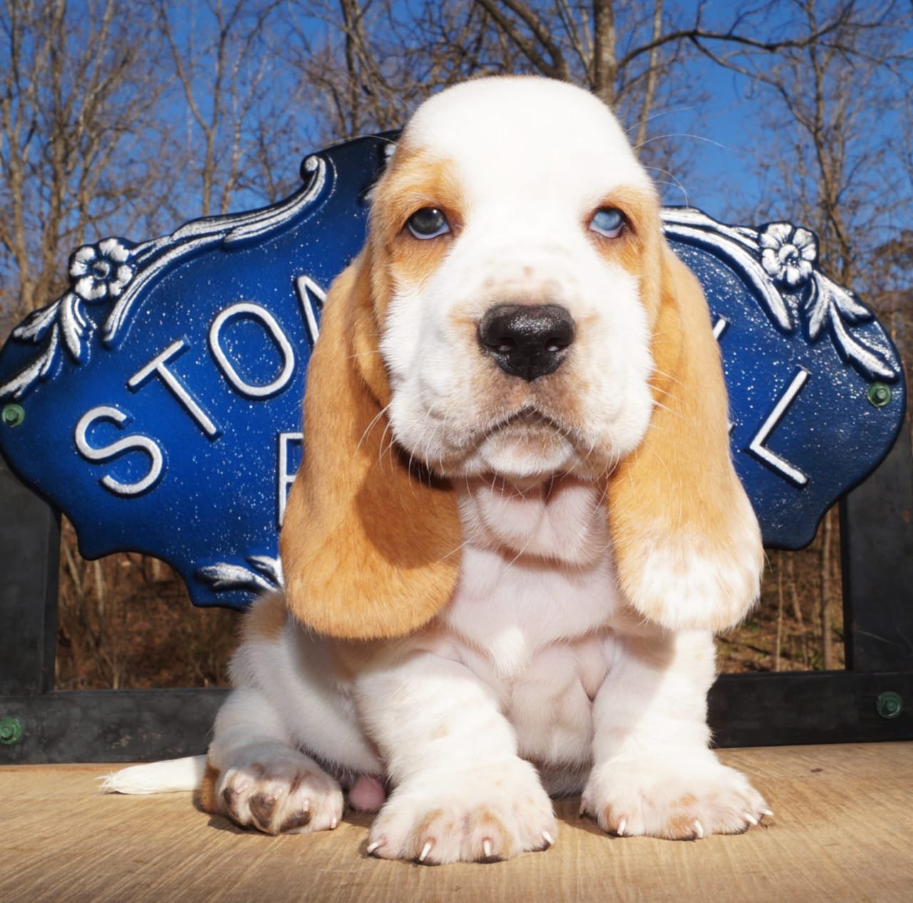 basset hound dog names male 1 basset hound dog names male 1
