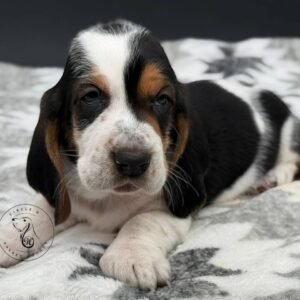 Home female basset hounds 1