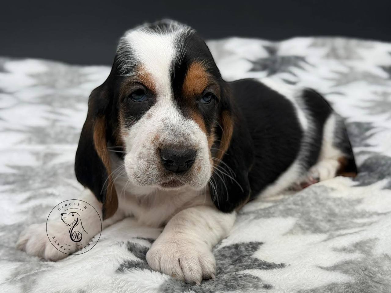 female basset hounds 1 female basset hounds 1