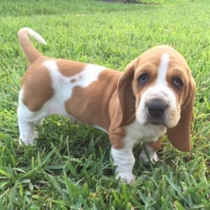 Home female basset hound names