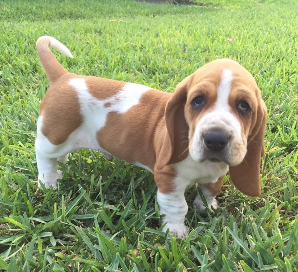 female basset hound names female basset hound names