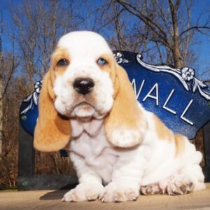 Home basset hound dog names male 1