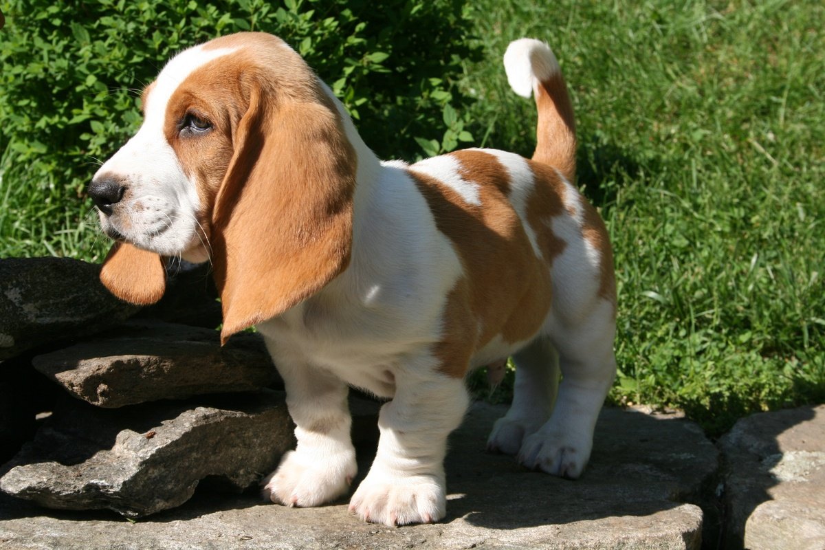 female basset hound names1 female basset hound names1