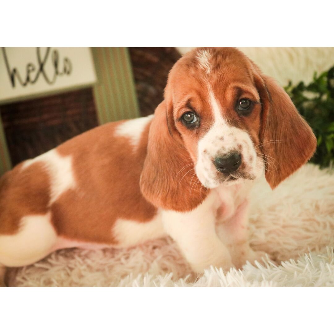basset hound puppies for sale in ohio 1 basset hound puppies for sale in ohio 1