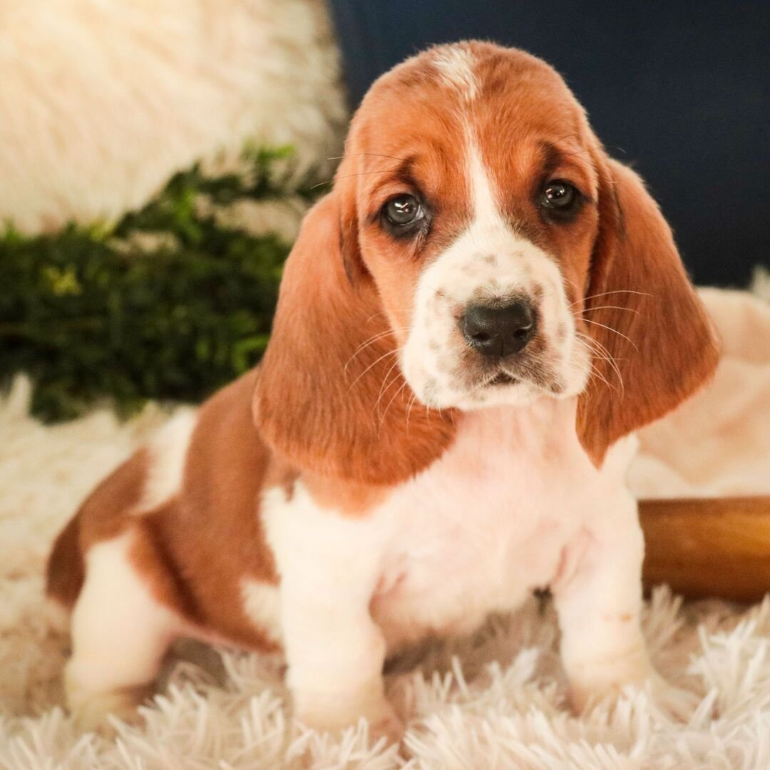 basset hound puppies for sale in ohio 1 basset hound puppies for sale in ohio 1