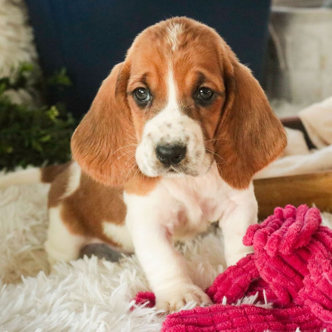 basset hound puppies for sale in ohio 1 basset hound puppies for sale in ohio 1