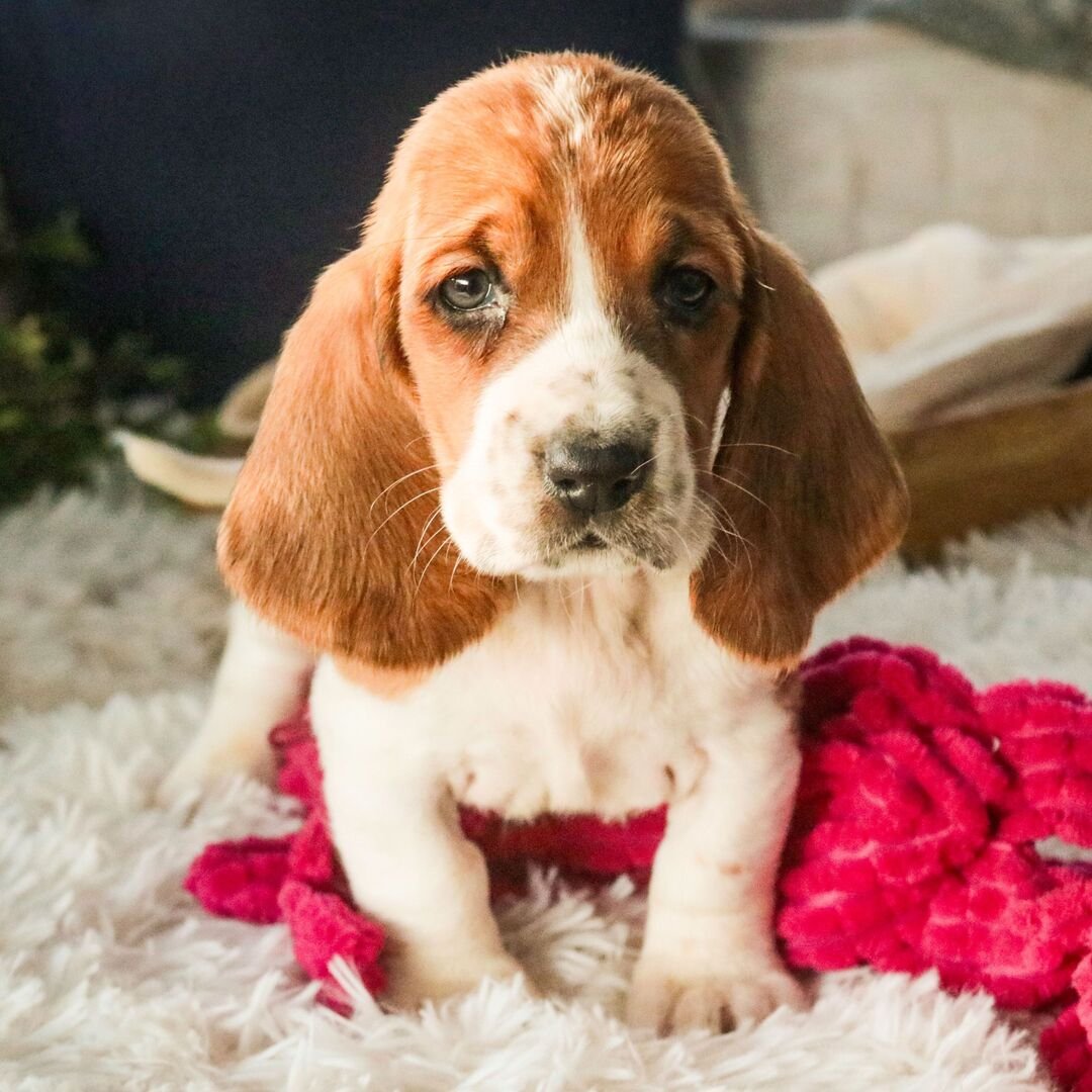 basset hound puppies for sale in ohio 1 basset hound puppies for sale in ohio 1