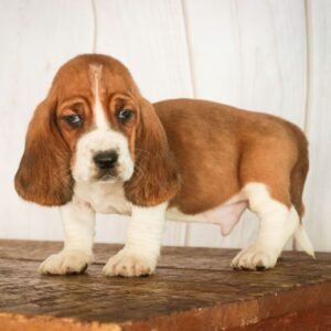 male basset hound puppy near me 1