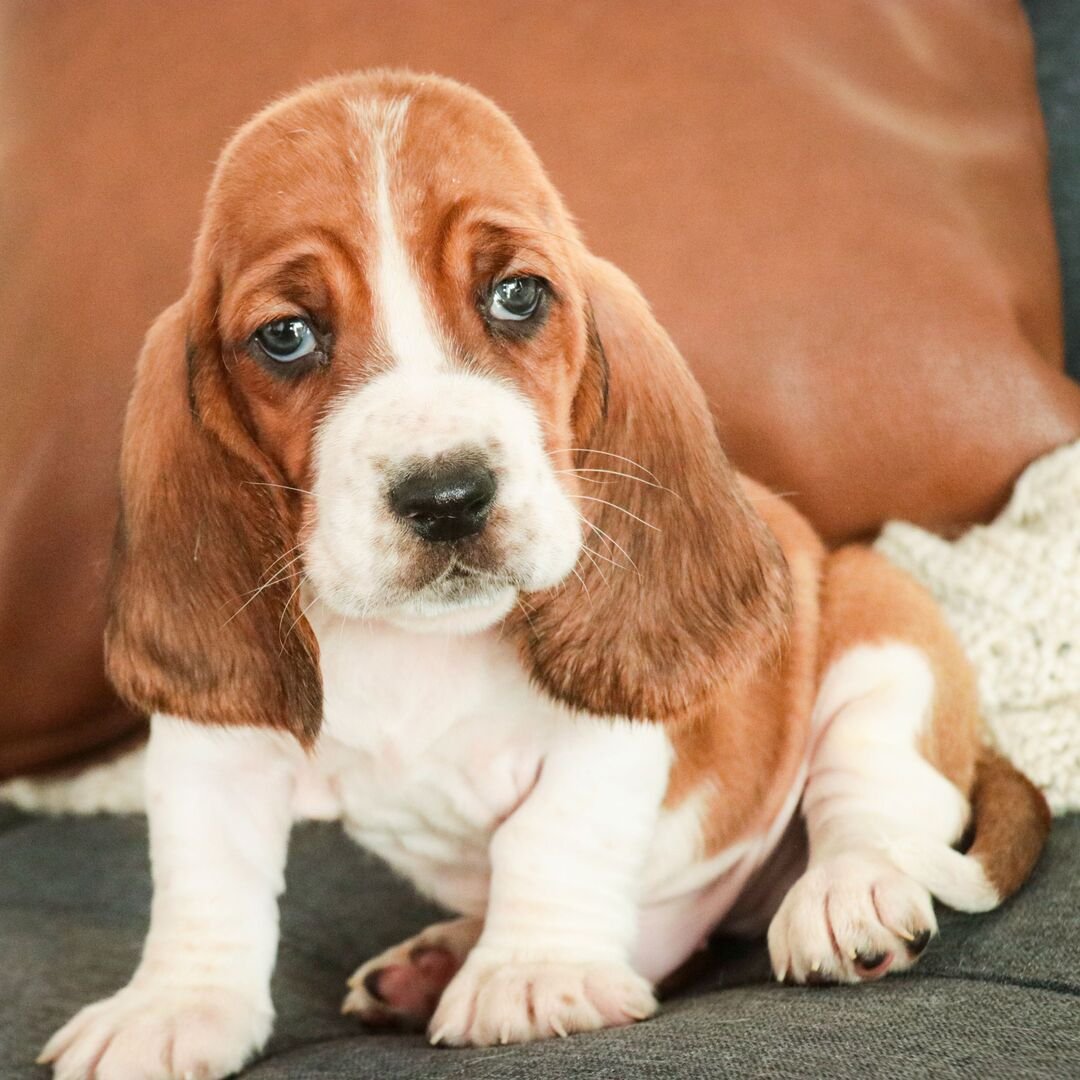 male basset hound puppy near me 1 male basset hound puppy near me 1