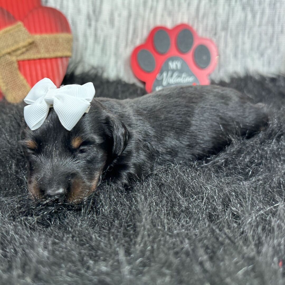 buy mini dachshund puppies 1 buy mini dachshund puppies 1