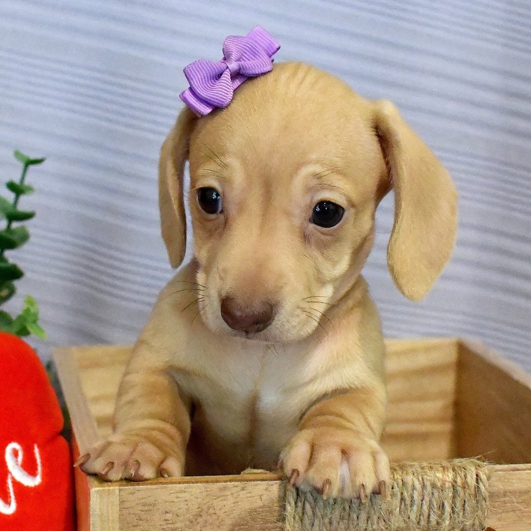 affordable mini dachshund puppies 1 affordable mini dachshund puppies 1