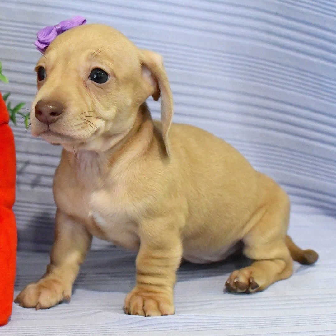 affordable mini dachshund puppies 1 affordable mini dachshund puppies 1