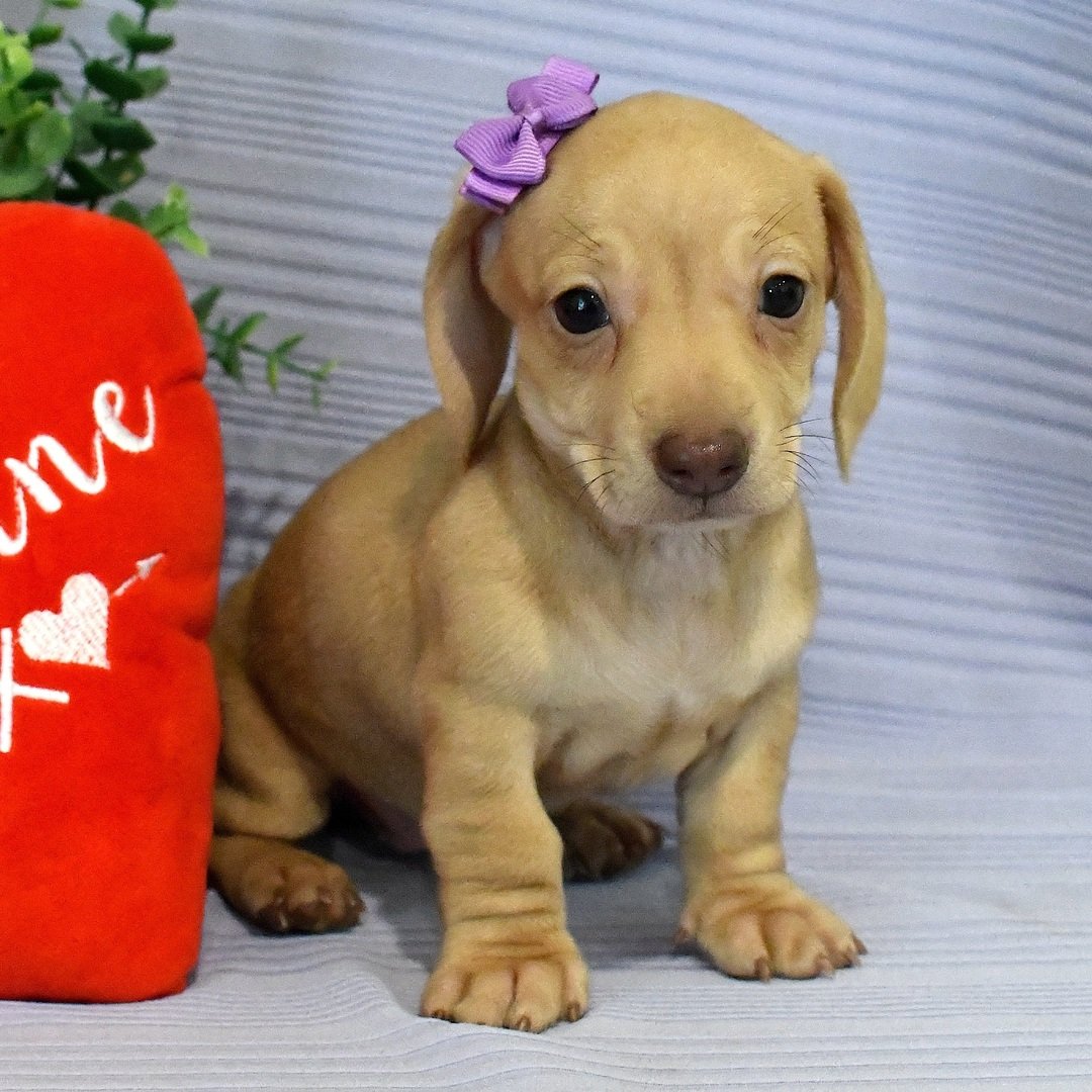 affordable mini dachshund puppies 1 affordable mini dachshund puppies 1