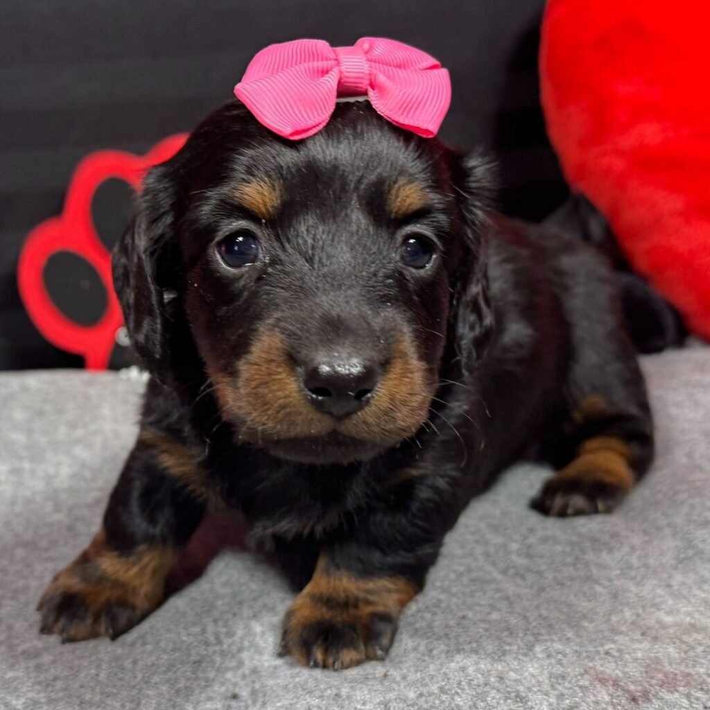 buy mini dachshund puppies 1