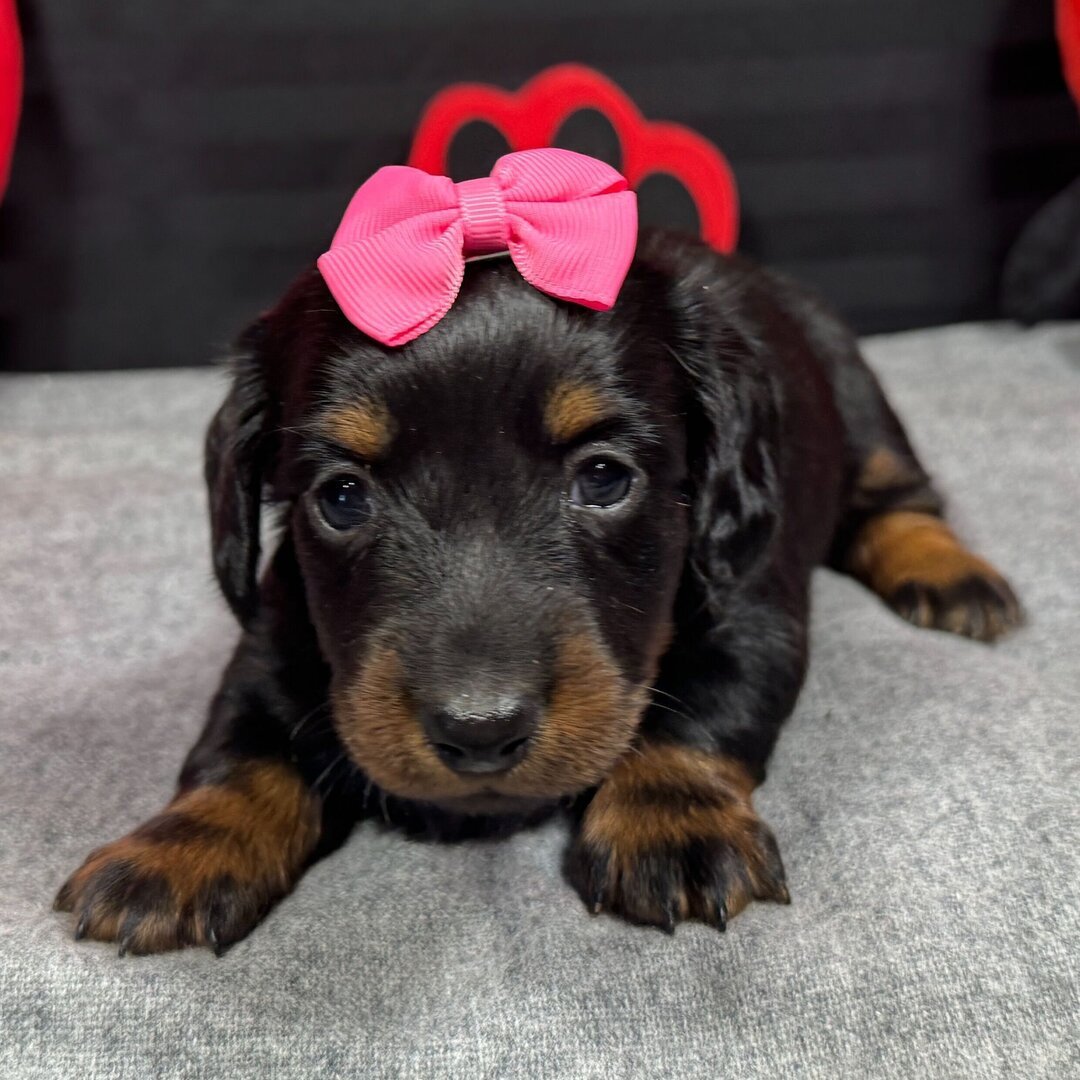 buy mini dachshund puppies 1 buy mini dachshund puppies 1