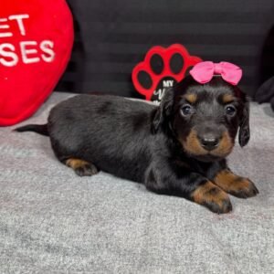Home buy mini dachshund puppies 1