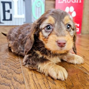 mini dachshund puppies for sale in ohio 1