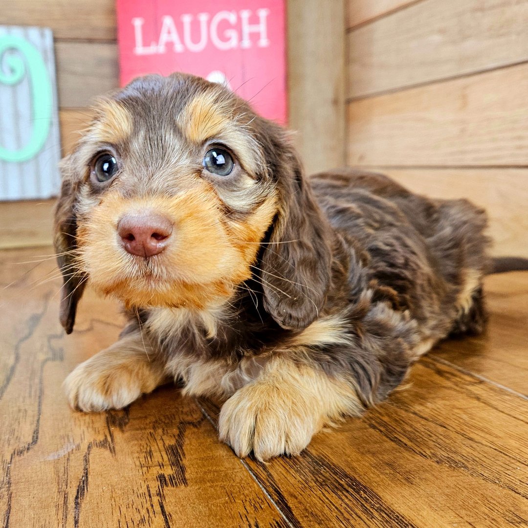 mini dachshund puppies for sale in ohio 1 mini dachshund puppies for sale in ohio 1