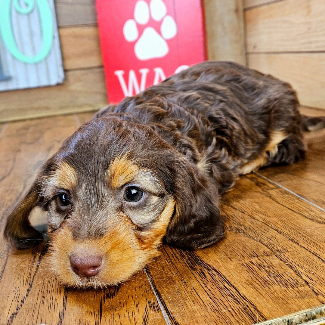 mini dachshund puppies for sale in ohio 1 mini dachshund puppies for sale in ohio 1