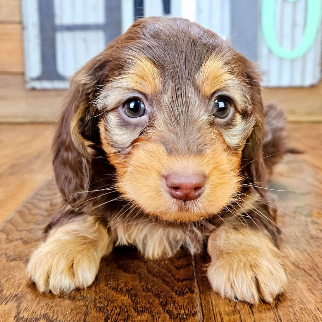 Home mini dachshund puppies for sale in ohio 1