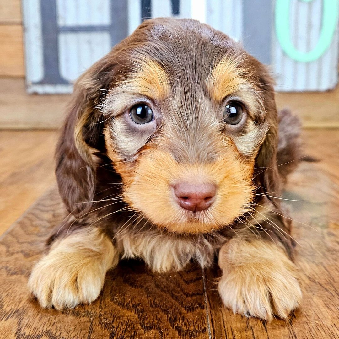 mini dachshund puppies for sale in ohio 1 mini dachshund puppies for sale in ohio 1