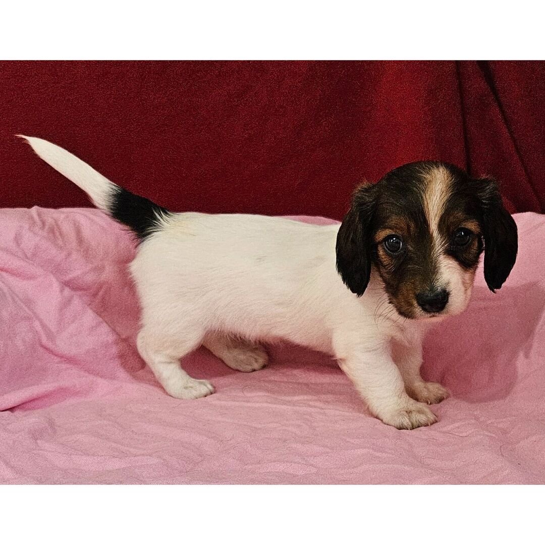 mini dachshund puppies for sale in indiana 1 mini dachshund puppies for sale in indiana 1