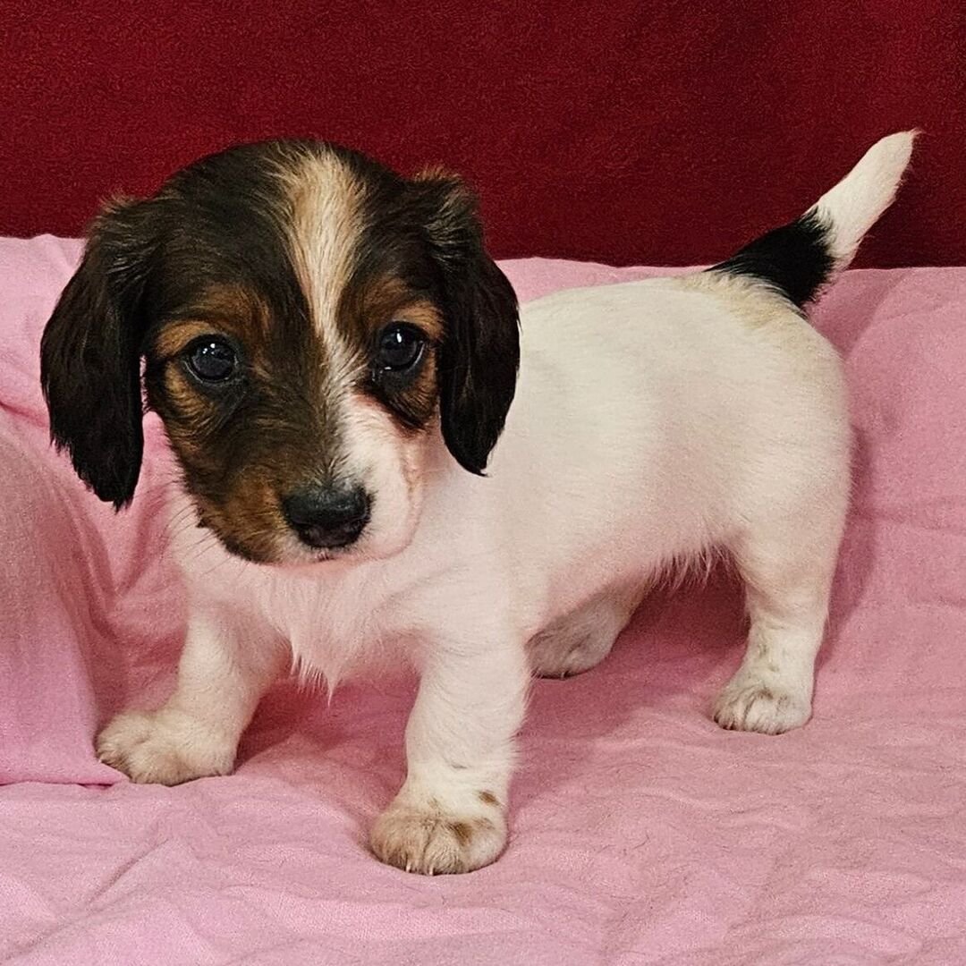 Mini Dachshund Puppies for Sale in Indiana 1 mini dachshund puppies for sale in indiana 1