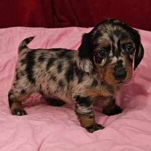 mini dachshund puppies near me 1