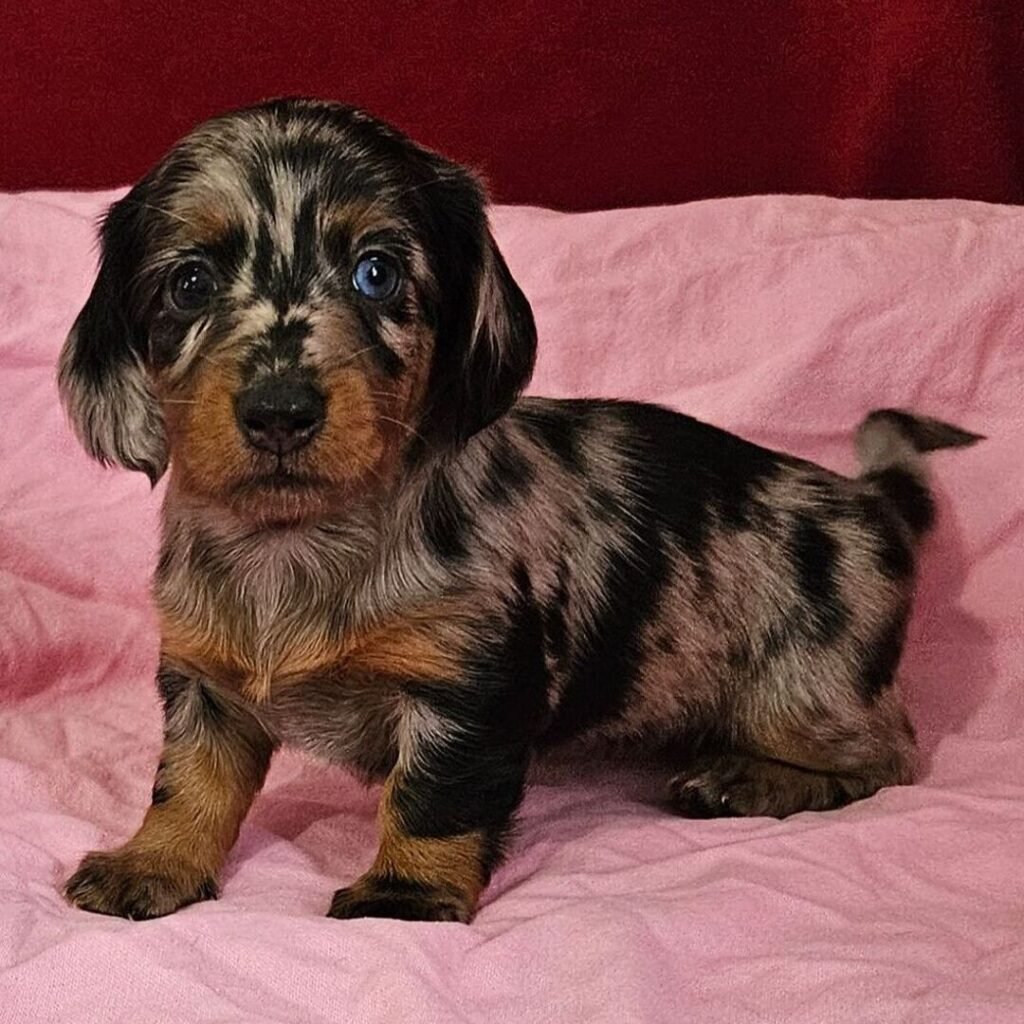 mini dachshund puppies near me 1