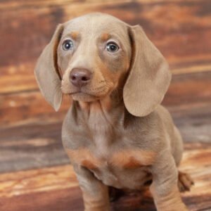 mini dachshund breeders 1