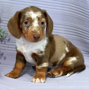 healthy mini dachshund puppies for sale 1
