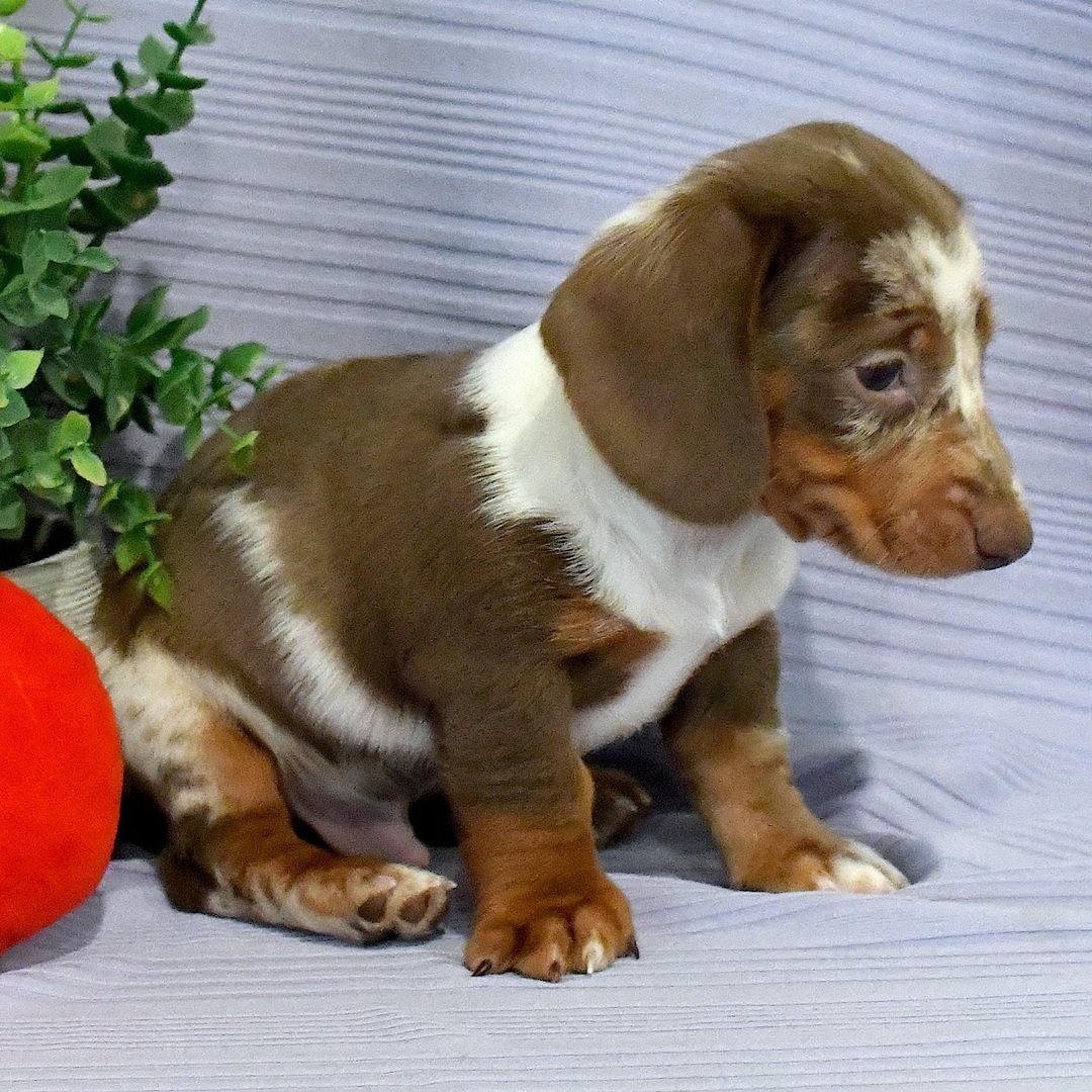 healthy mini dachshund puppies for sale 1 healthy mini dachshund puppies for sale 1