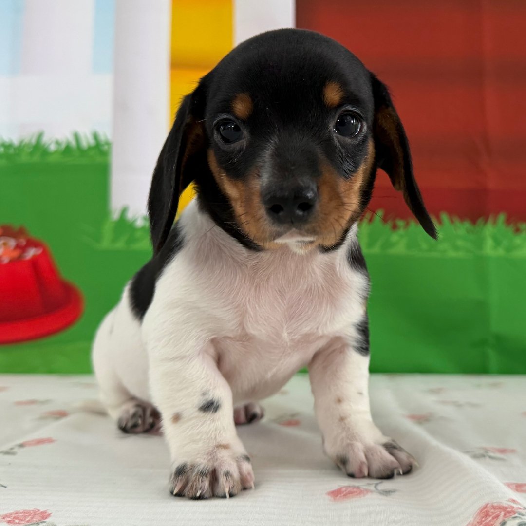 miniature dachshund puppies for sale 1 miniature dachshund puppies for sale 1