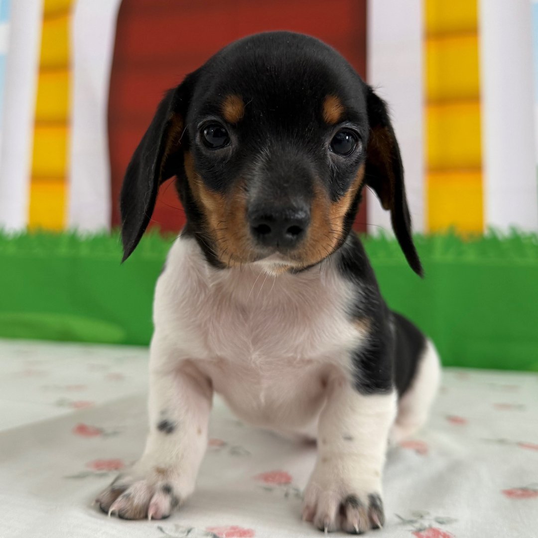 miniature dachshund puppies for sale 1 miniature dachshund puppies for sale 1
