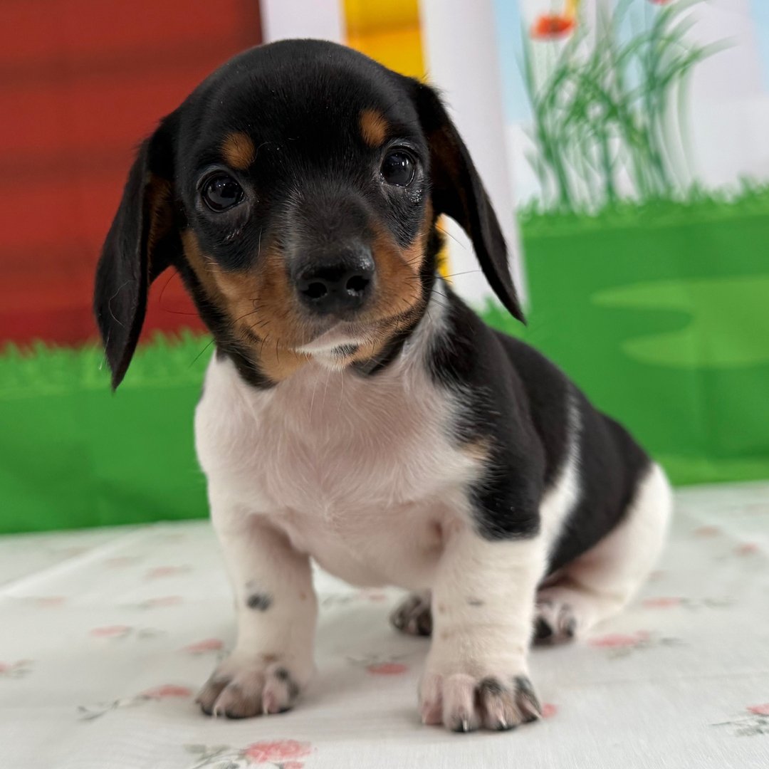 miniature dachshund puppies for sale 1 miniature dachshund puppies for sale 1
