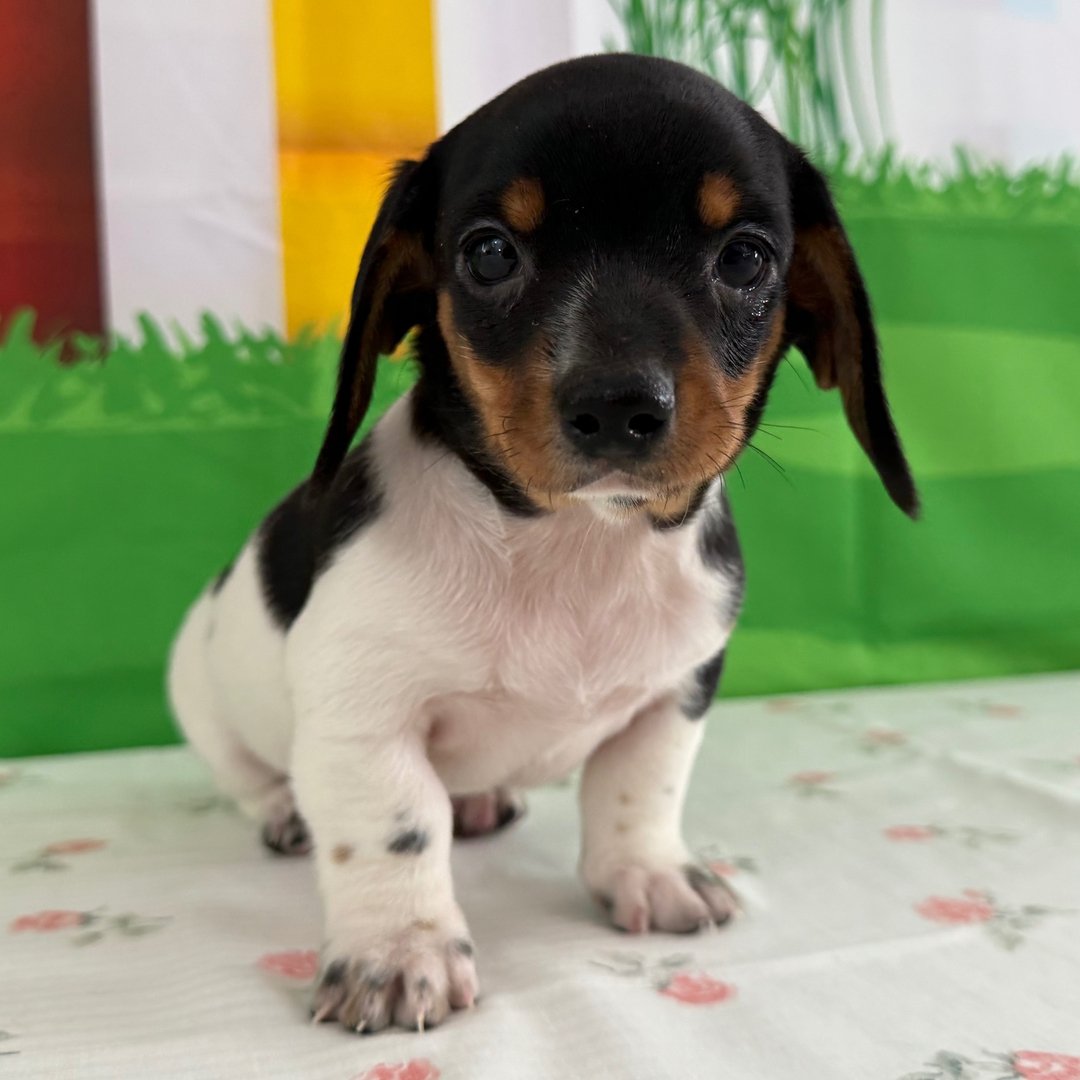 miniature dachshund puppies for sale 1 miniature dachshund puppies for sale 1