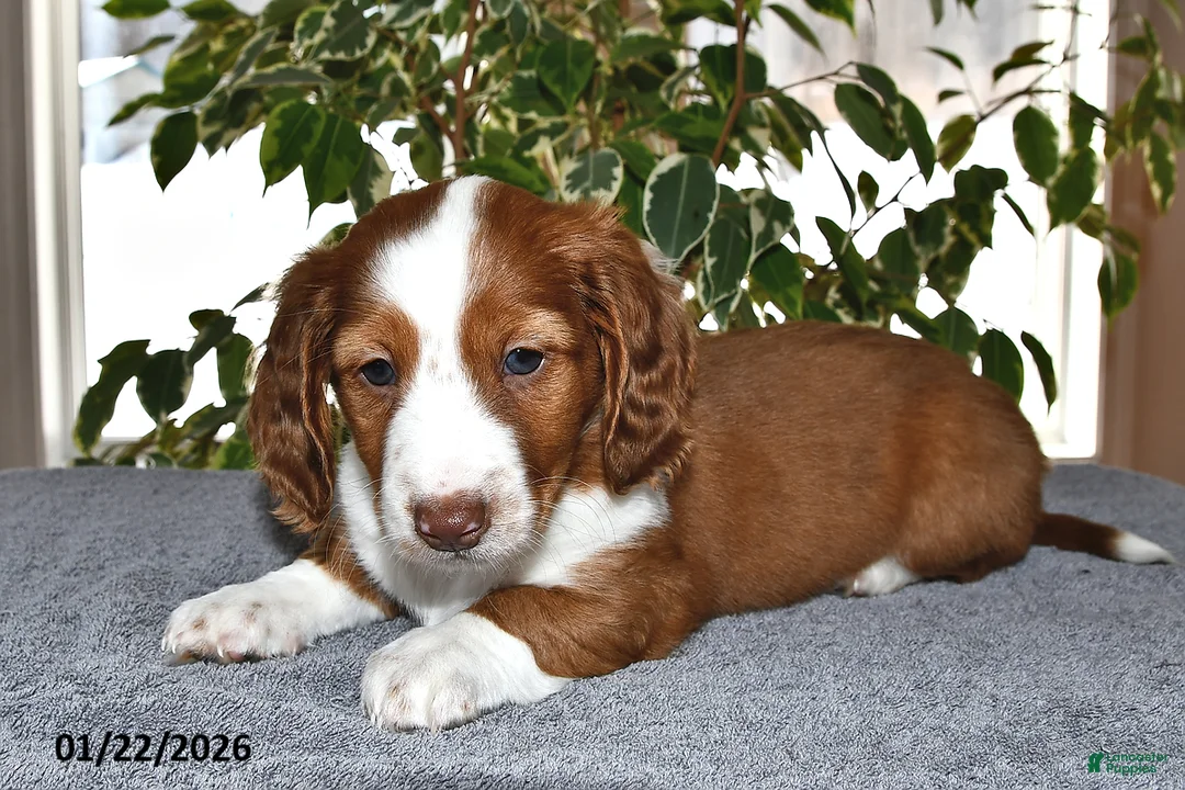 miniature dachshund puppies for sale in new york 1 miniature dachshund puppies for sale in new york 1