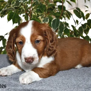 miniature dachshund puppies for sale in new york 1